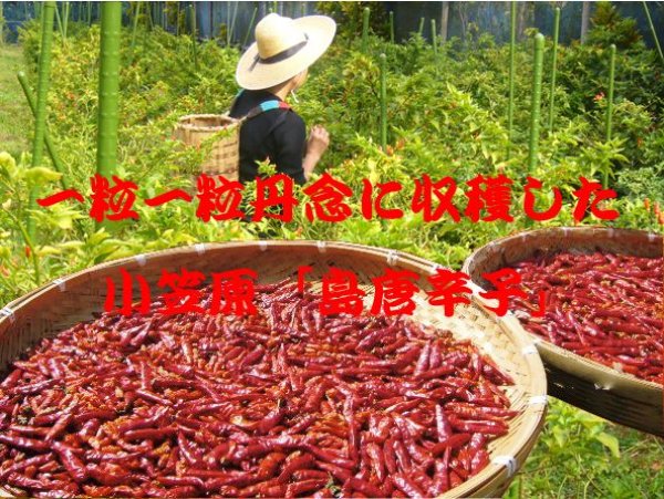 画像4: 激辛世界一を超えた!国産島唐辛子「小笠原硫黄島一味唐辛子」3個セット【送料無料】 (4)