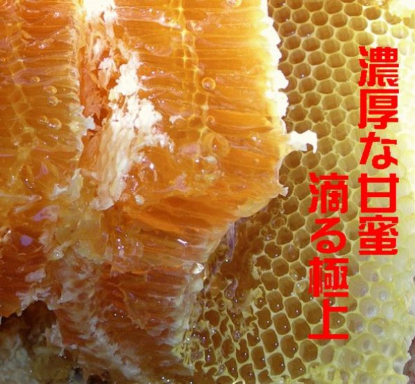 画像2: 超貴重!世界遺産小笠原「島はちみつ」【送料無料】【入手困難】【激レア商品】 (2)