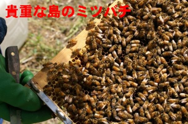 画像4: 超貴重!世界遺産小笠原「島はちみつ」【送料無料】【入手困難】【激レア商品】 (4)