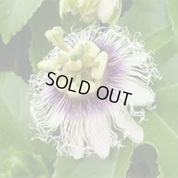 画像3: 世界遺産小笠原パッションフルーツ15玉【送料無料】【期間限定】＊毎年即完売の為、なくなり次第即終了！ (3)