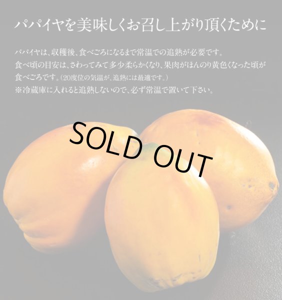 画像3: 世界遺産小笠原産「赤いフルーツパパイヤ」【送料無料】【贈呈品】 (3)