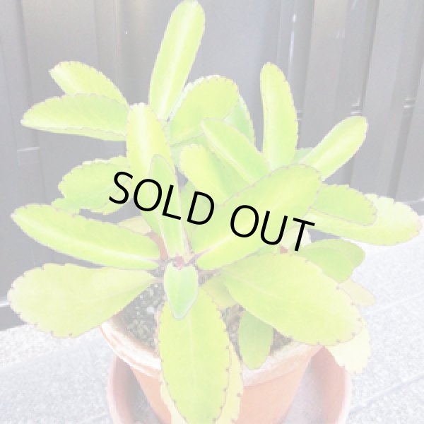 画像4: 幸せの葉マザーリーフ【送料無料】ハカラメ【子宝】【子孫繫栄】【代金引換不可！】 (4)