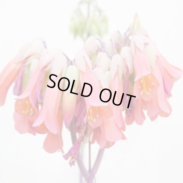 画像6: 幸せの葉マザーリーフ【送料無料】ハカラメ【子宝】【子孫繫栄】【代金引換不可！】 (6)