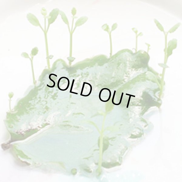 画像2: 幸せの葉マザーリーフ【送料無料】ハカラメ【子宝】【子孫繫栄】【代金引換不可！】 (2)