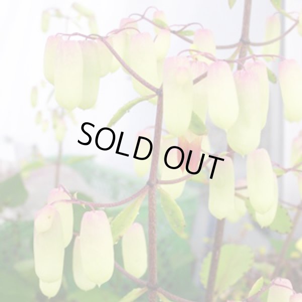 画像5: 幸せの葉マザーリーフ【送料無料】ハカラメ【子宝】【子孫繫栄】【代金引換不可！】 (5)