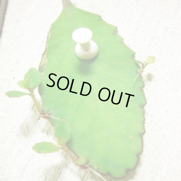 画像3: 幸せの葉マザーリーフ【送料無料】ハカラメ【子宝】【子孫繫栄】【代金引換不可！】 (3)