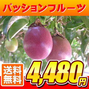 世界遺産小笠原パッションフルーツ15玉【送料無料】【期間限定】＊毎年即完売の為、なくなり次第即終了！